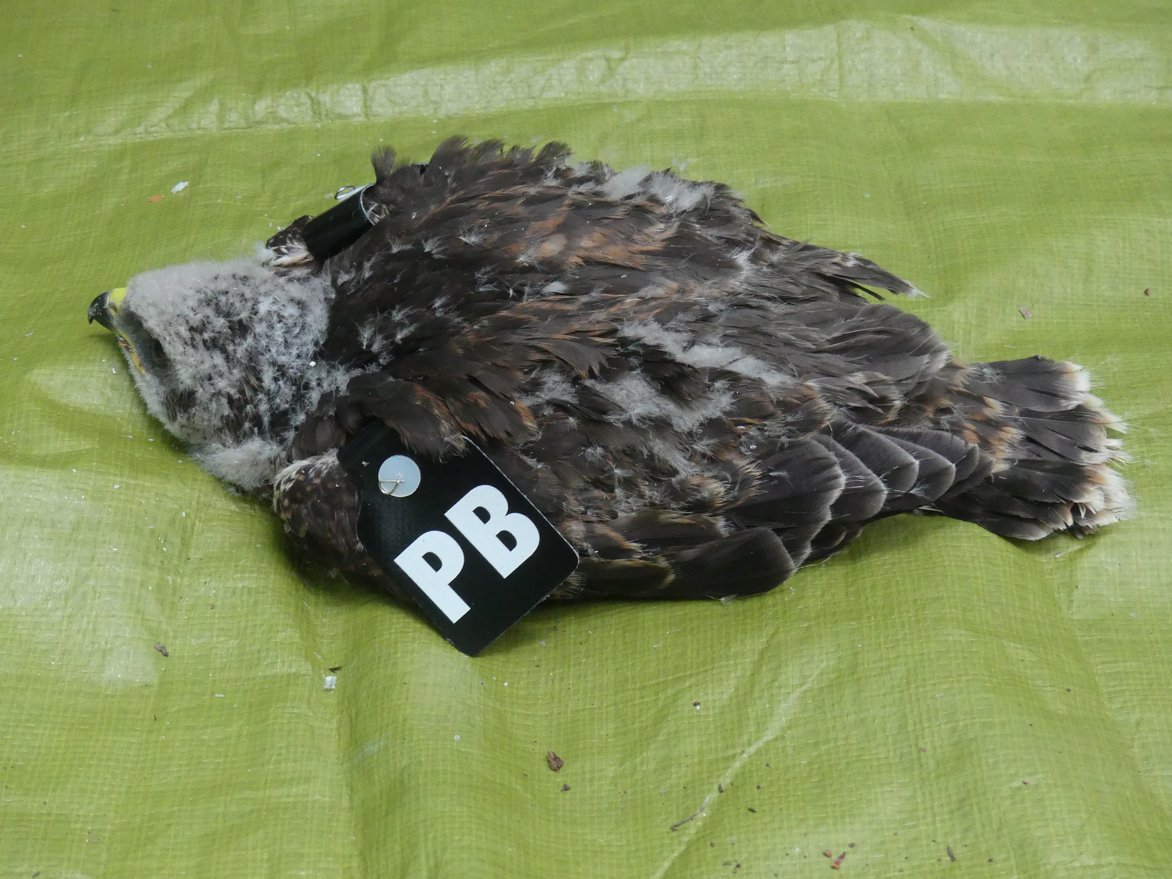 P1020742